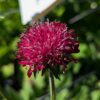 Fleur bordeaux de Scabieuse de Macédonie