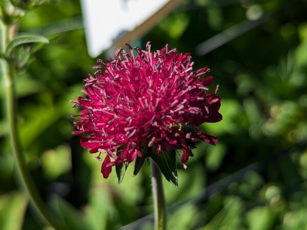 Fleur bordeaux de Scabieuse de Macédonie
