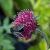 Knautia macedonica à fleur bordeaux et zygène de ma filipendule