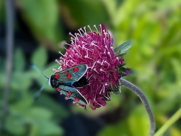 Knautia macedonica à fleur bordeaux et zygène de ma filipendule