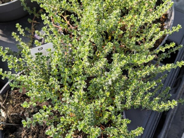 Paronyque de Kapel, couvre sol à petites feuilles vertes