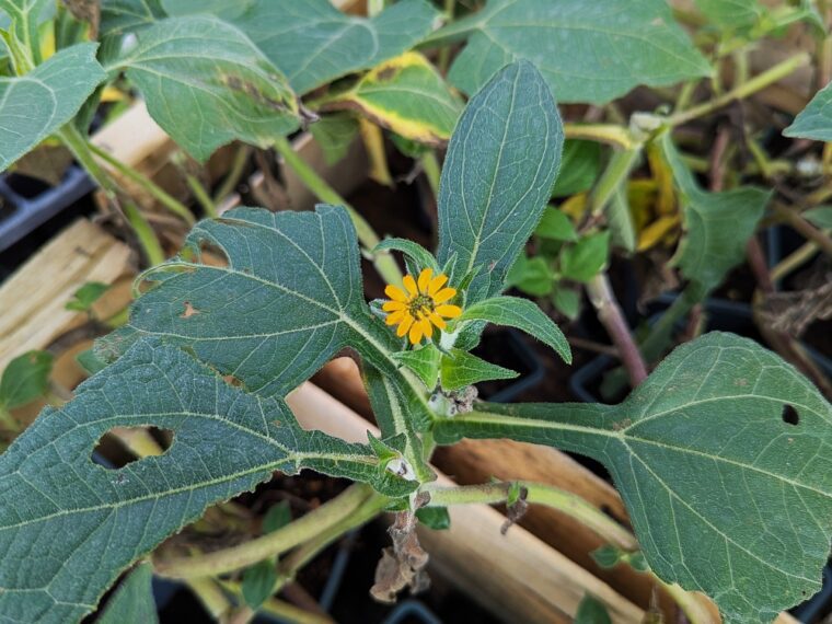 poire-de-terre-fleur-25-8