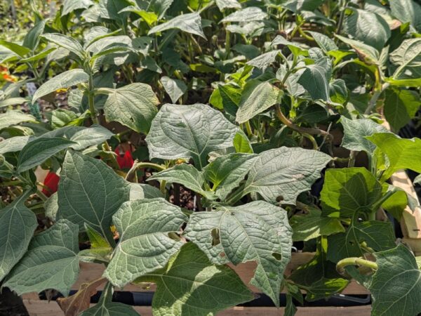 feuillage des poires de terre, schmallanthus