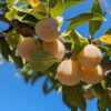 Branche de Prunus communis St Catherine avec beaucoup de fruits jaunes