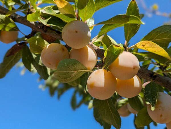 Branche de Prunus communis St Catherine avec beaucoup de fruits jaunes