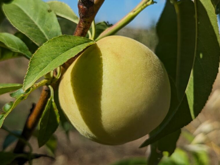 prunus-persica-icepeach-24-6-1