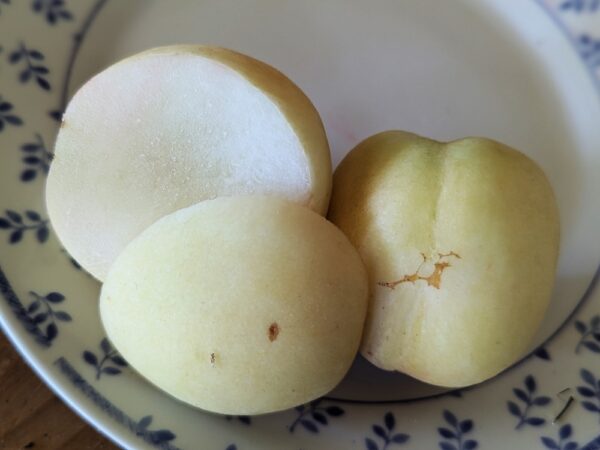 Fruit de Prunus persica Icepeach donne des fruits à la peau et chair blanches, ici coupé en deux, un côté chair, un côté peau