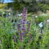 Sauge amplexicaule à fleur violette