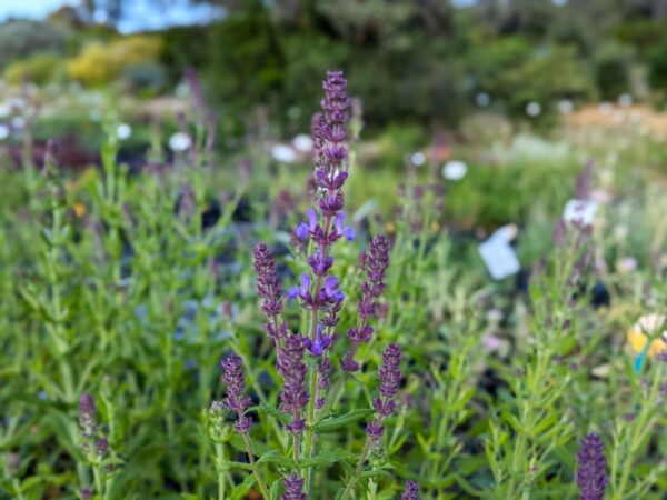 Sauge amplexicaule à fleur violette