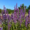 Salvia amplexicaulis à fleurs violettes