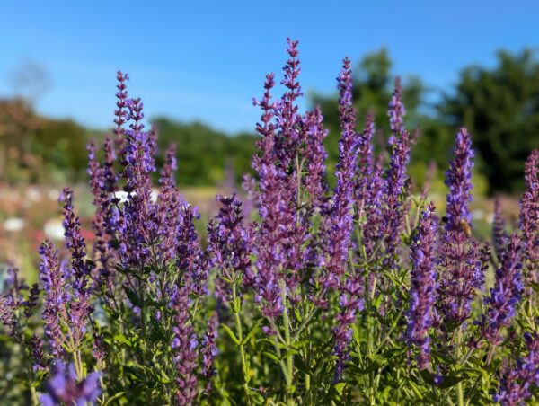 Salvia amplexicaulis à fleurs violettes