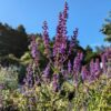 salvia amplexicaulis floraison violette devant un décor de garrigue