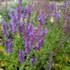 salvia amplexicaulis en fleurs
