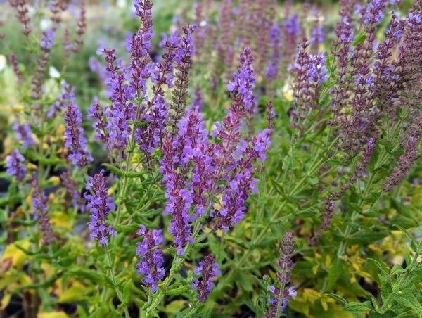 salvia amplexicaulis en fleurs