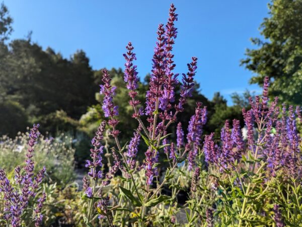 salvia amplexicaulis floraison violette devant un décor de garrigue