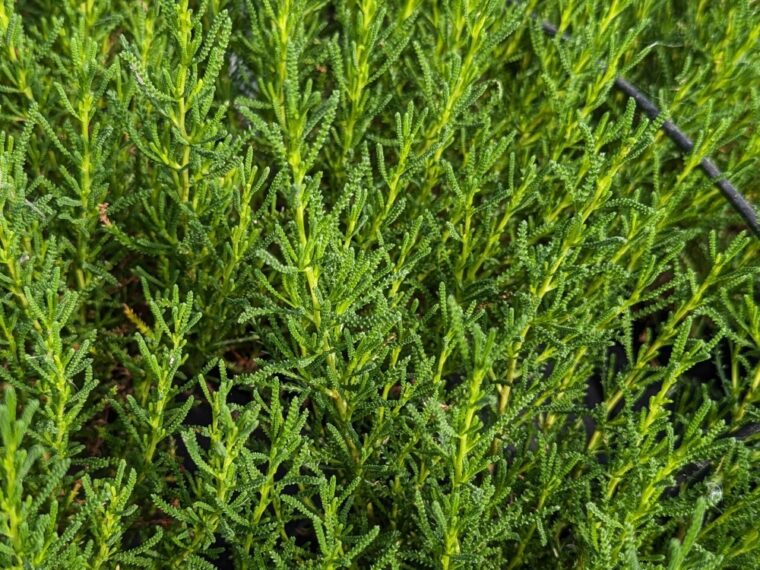santolina-viridis-25-6-1