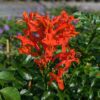 Bouquet de fleurs orange vifs du Tecomara capensis