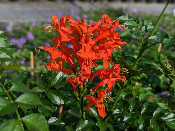 Bouquet de fleurs orange vifs du Tecomara capensis