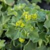 Alchemille molle, feuillage de couleur vert anis, avec des fleurs jaunes