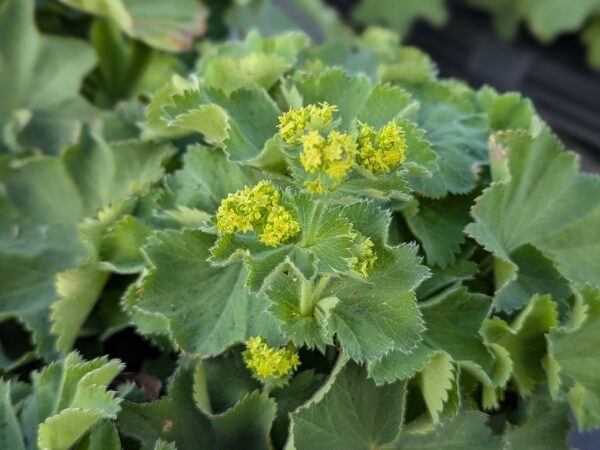 Alchemille molle, feuillage de couleur vert anis, avec des fleurs jaunes