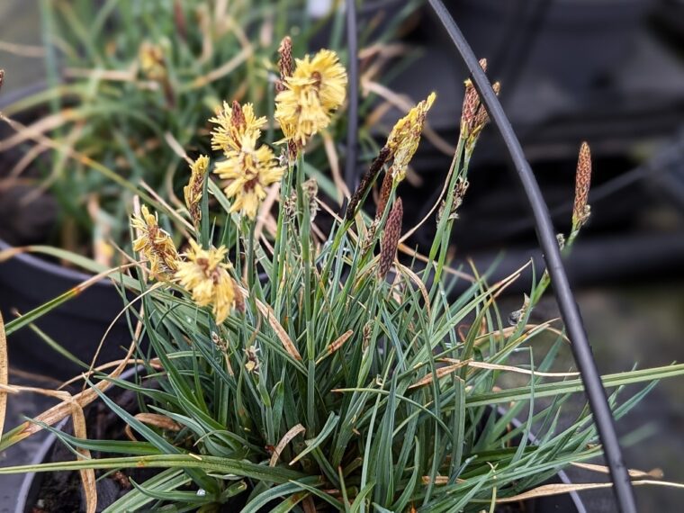 carex-china-blue