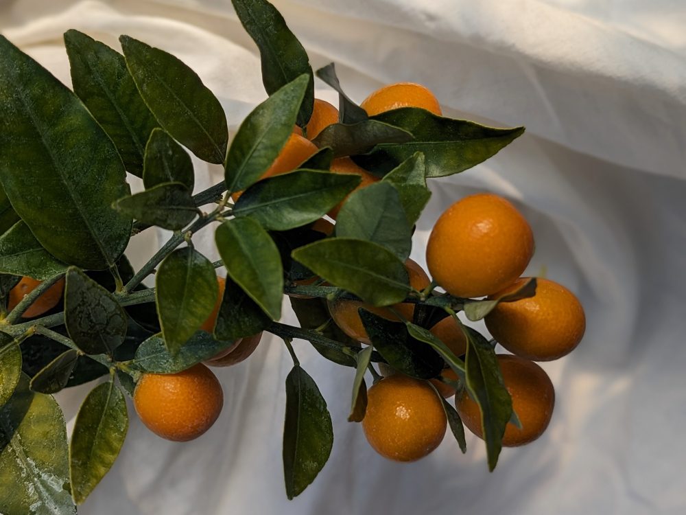 citrus-kumquat-rond-nameiwa