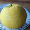 pomelo Duncan, variété ancienne à chair blanche