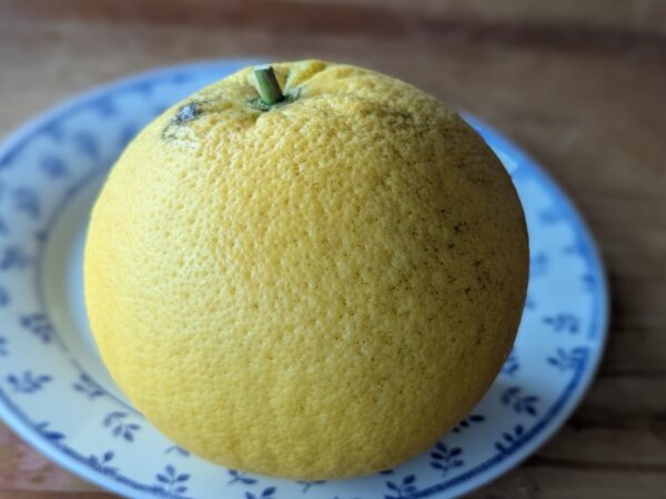 pomelo Duncan, variété ancienne à chair blanche