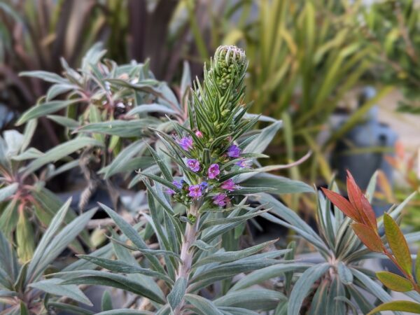 Bouton florale bleu sur épi de la Vipèrine de Madère sur fond de feuillage bleu argenté