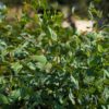 feuillage de l'eucalyptus leucoxylon, eucalyptus à floraison rose