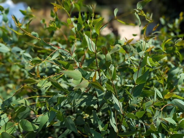 feuillage de l'eucalyptus leucoxylon, eucalyptus à floraison rose