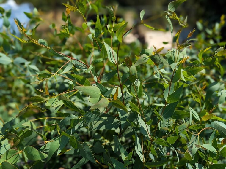 eucalyptus-leucoxylon-25-7-1