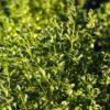 feuillage du micromeria thymifolia, plante de garrigue