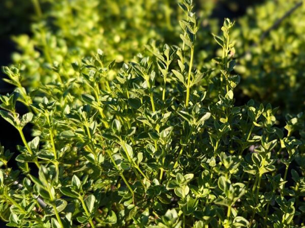 feuillage du micromeria thymifolia, plante de garrigue