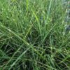 Jolie touffe de Miscanthus stricta Dwarf compact / nain à feuillage zébré, aussi appelé roseau de Chine