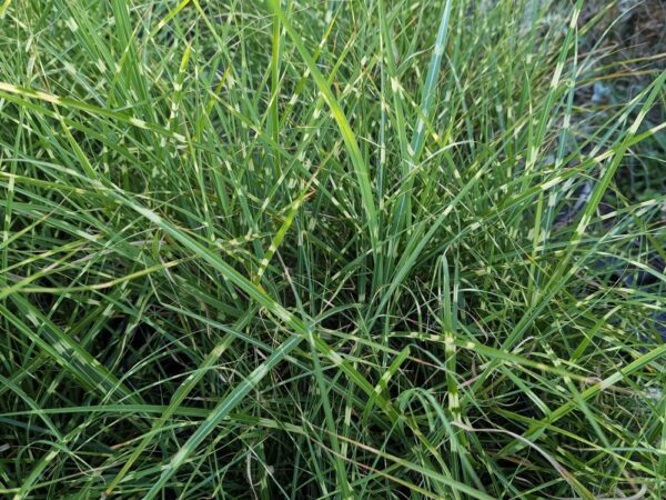 Jolie touffe de Miscanthus stricta Dwarf compact / nain à feuillage zébré, aussi appelé roseau de Chine