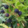 arbuste du murier sans épine Arapaho avec 5 fruits sur fond de feuillage