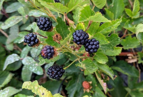 arbuste du murier sans épine Arapaho avec 5 fruits sur fond de feuillage
