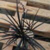 pot d'Ophiopogon planiscapus à feuilles noires