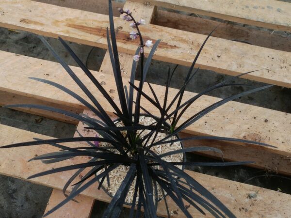 pot d'Ophiopogon planiscapus à feuilles noires