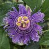 Fleur très ornementale de couleur violette de la Passiflora Fata Confetto