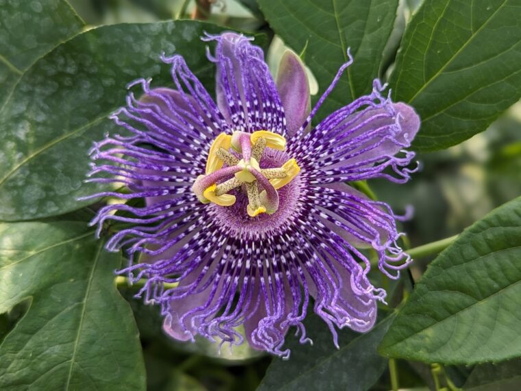 passiflora-x-fata-confetto