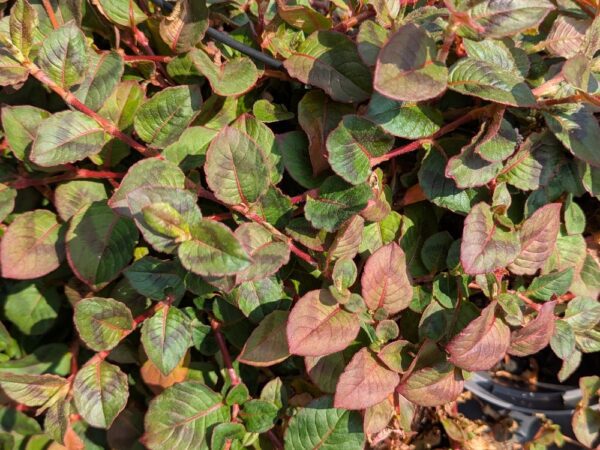Joli couvre-sol pour jardin sec : polygonum capitatum avec un feuillage vert/rouge