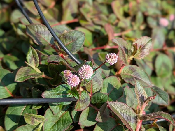 Polygonum capitatum, feuilles et fleurs