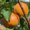 2 fruits de Prunus armeniaca, Abricotier Polonais sur une branche