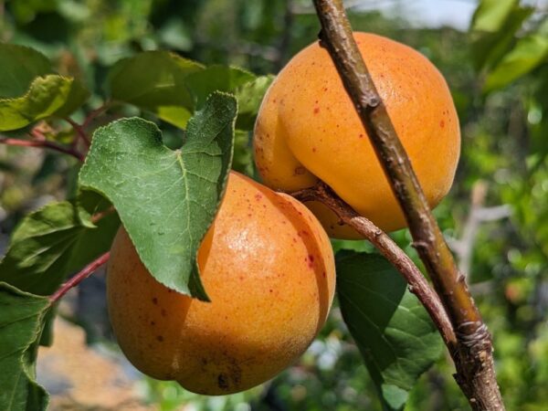 2 fruits de Prunus armeniaca, Abricotier Polonais sur une branche