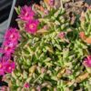 début de floraison rose vif sur feuillage bleu du couvre sol ruschia pulvinaris