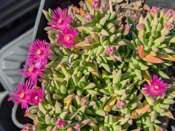 début de floraison rose vif sur feuillage bleu du couvre sol ruschia pulvinaris