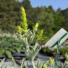 Sideritis scardica avec ses fleurs jaunes en épi, au dessus du feuillage gris, duveteux