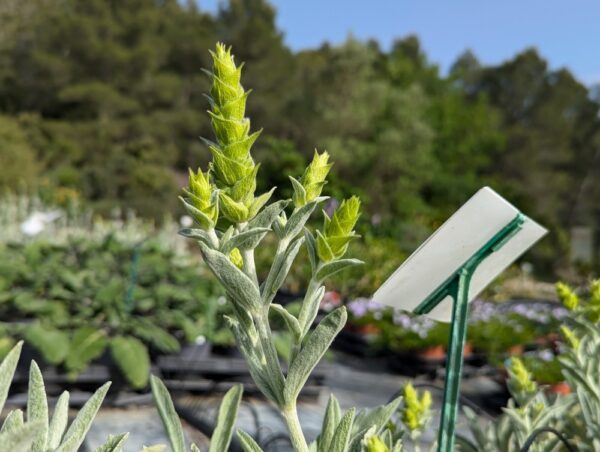 Sideritis scardica avec ses fleurs jaunes en épi, au dessus du feuillage gris, duveteux